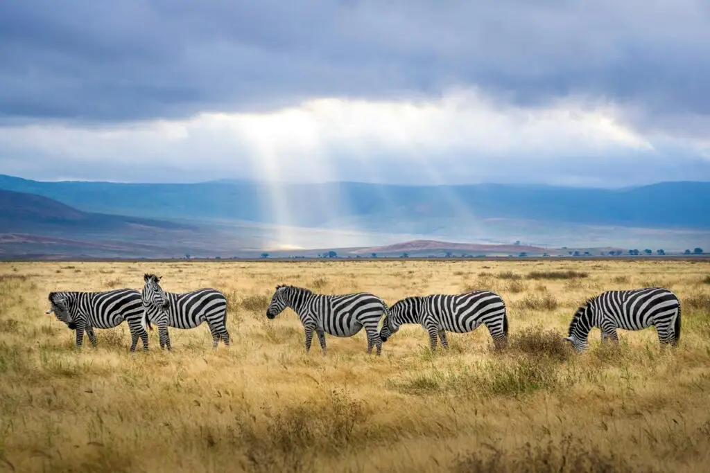 Safari adventure